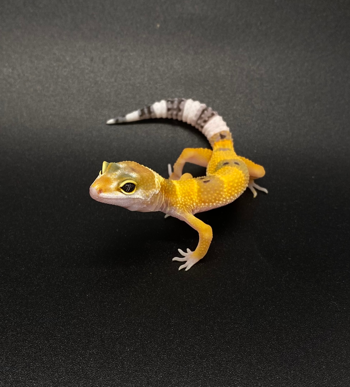 SHTCTB Leopard Gecko by Jones Geckos MorphMarket