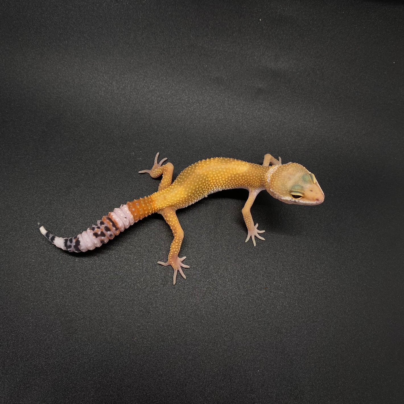 洋書　LEOPARD GECKOS: The Next Generations Leopard Geckos: the Next Generations: Ron Tremper
