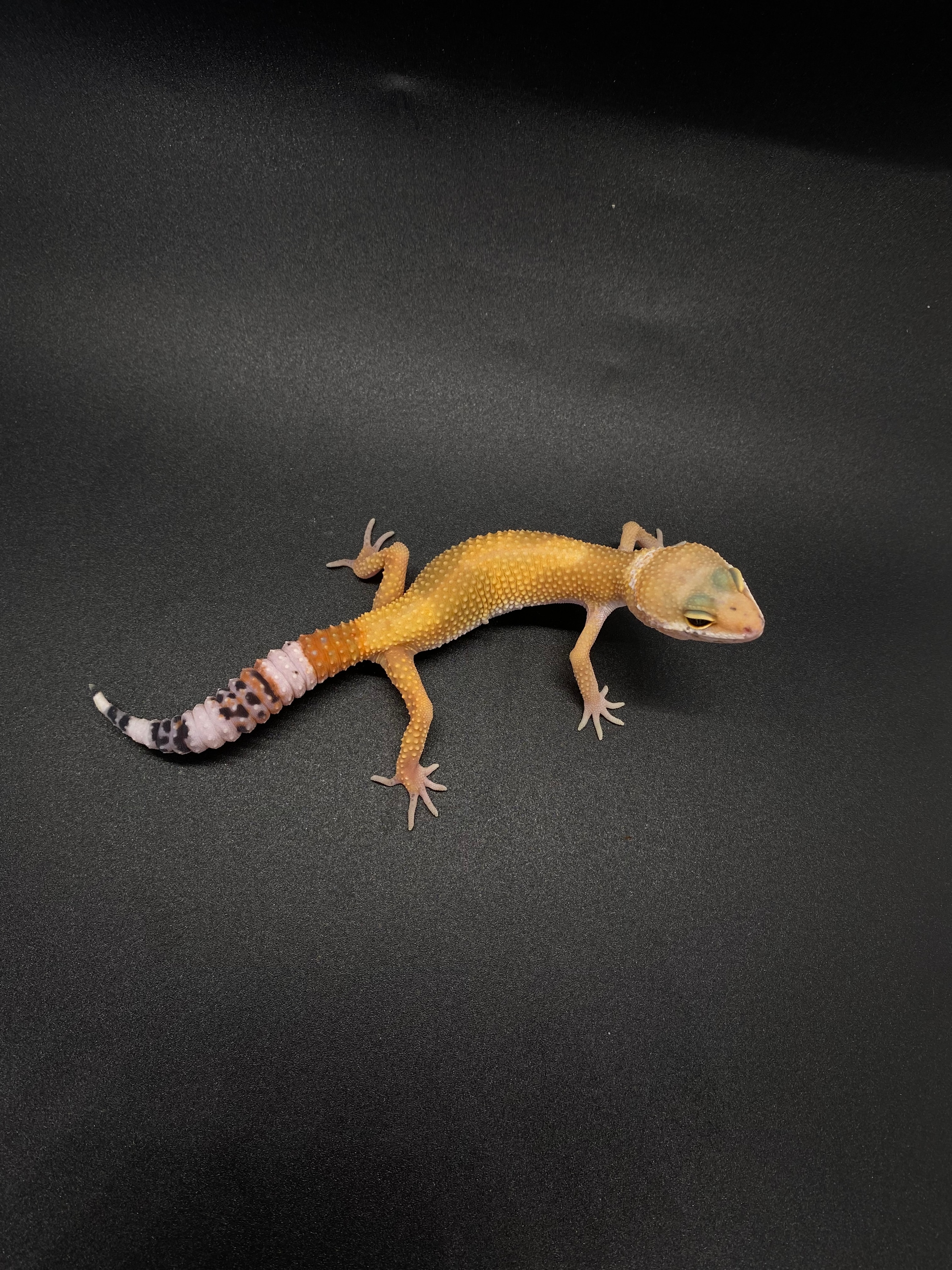 SHTCTB Leopard Geckos by Jones Geckos - MorphMarket