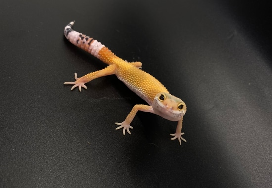 GECKO ゲッコー カホン Sunglow Bell Leopard Gecko Female E-F10-71420-1 – BHB Reptiles