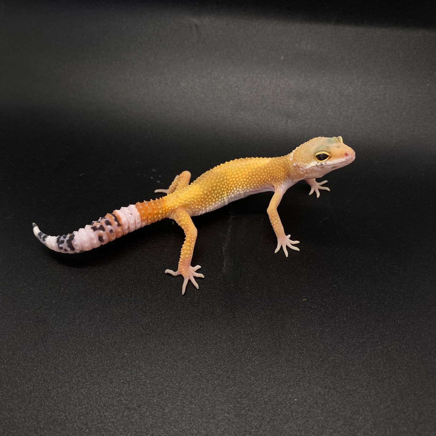 その他 Leopard Geckos 80b073ba-ea23-4610-b4af-