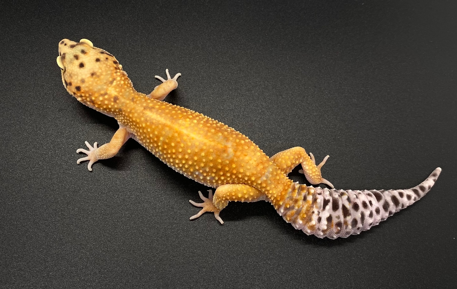 Orange Green Tangerine Leopard Gecko by Jones Geckos MorphMarket
