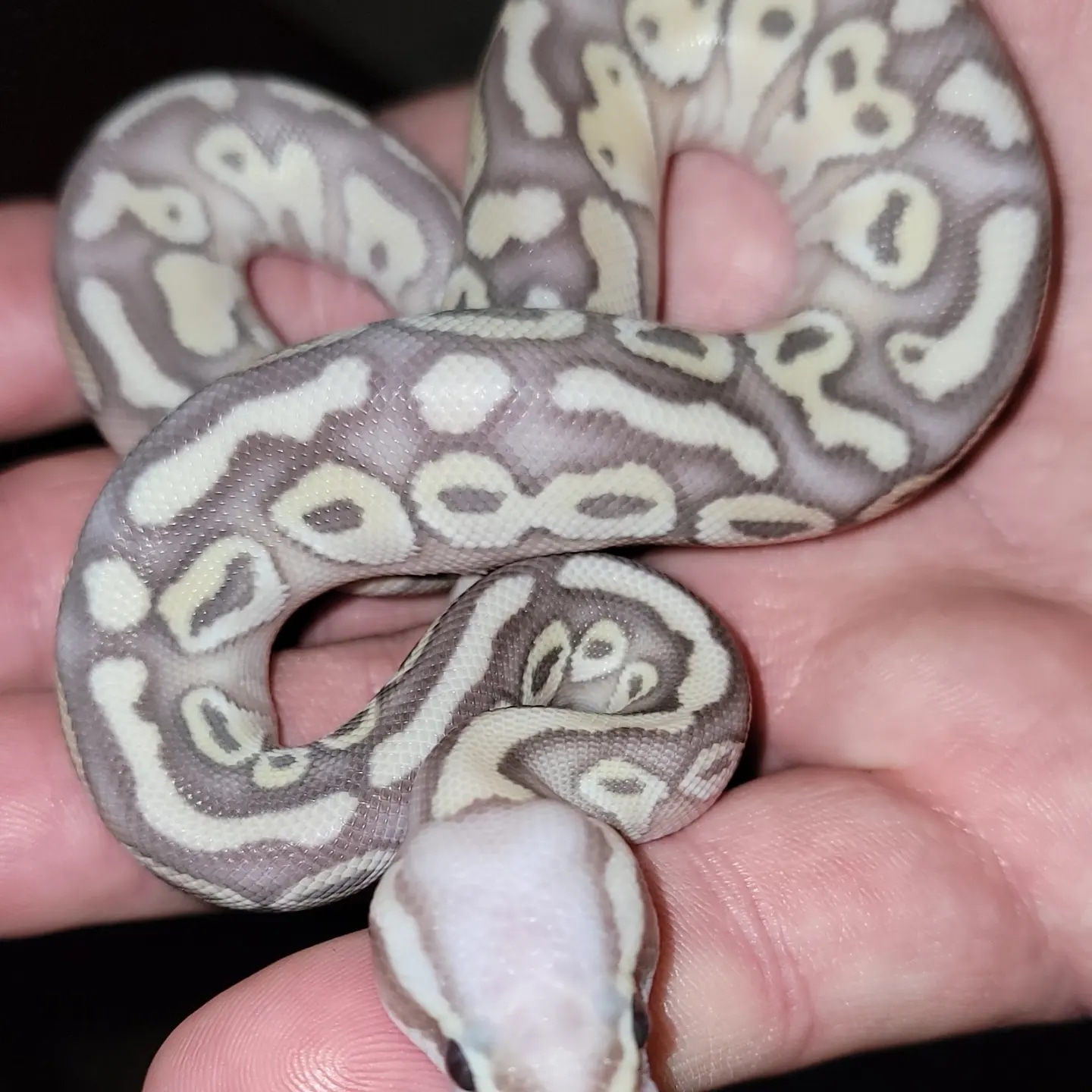 Super Pastel Banana Lesser Het Clown Ball Python by Fawkes Reptiles ...
