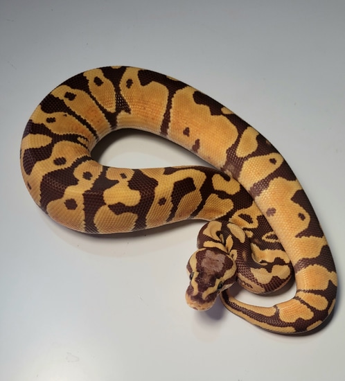 Monarch Pastel Ball Python by Jon's Royals UK