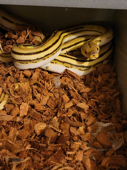 Super Tiger 100% Het Pied Reticulated Python by Exotic emporium