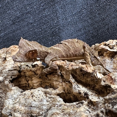 未開封品 OZWRT Agave Leaf Tailed Gecko 17cm file.png