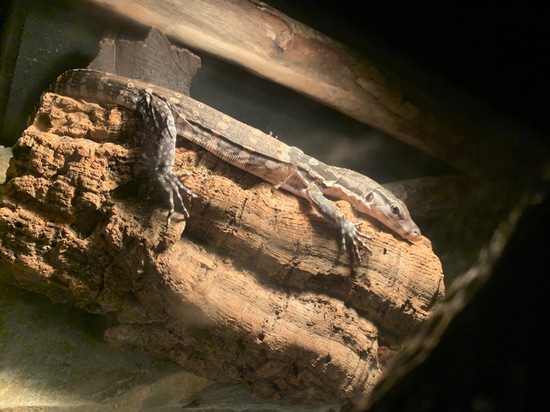 Axanthic Water Monitor by JC Exotics