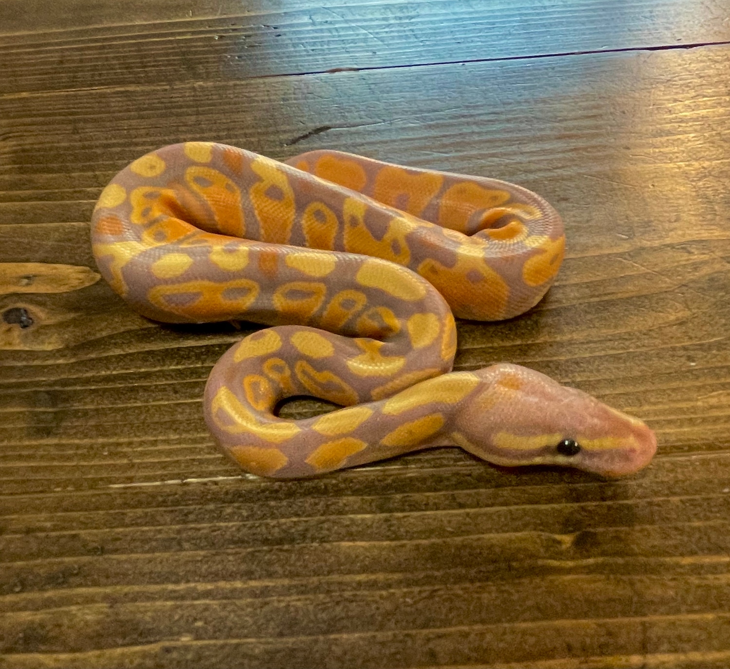 Banana OD YB Ball Python by Saints & Serpents MorphMarket