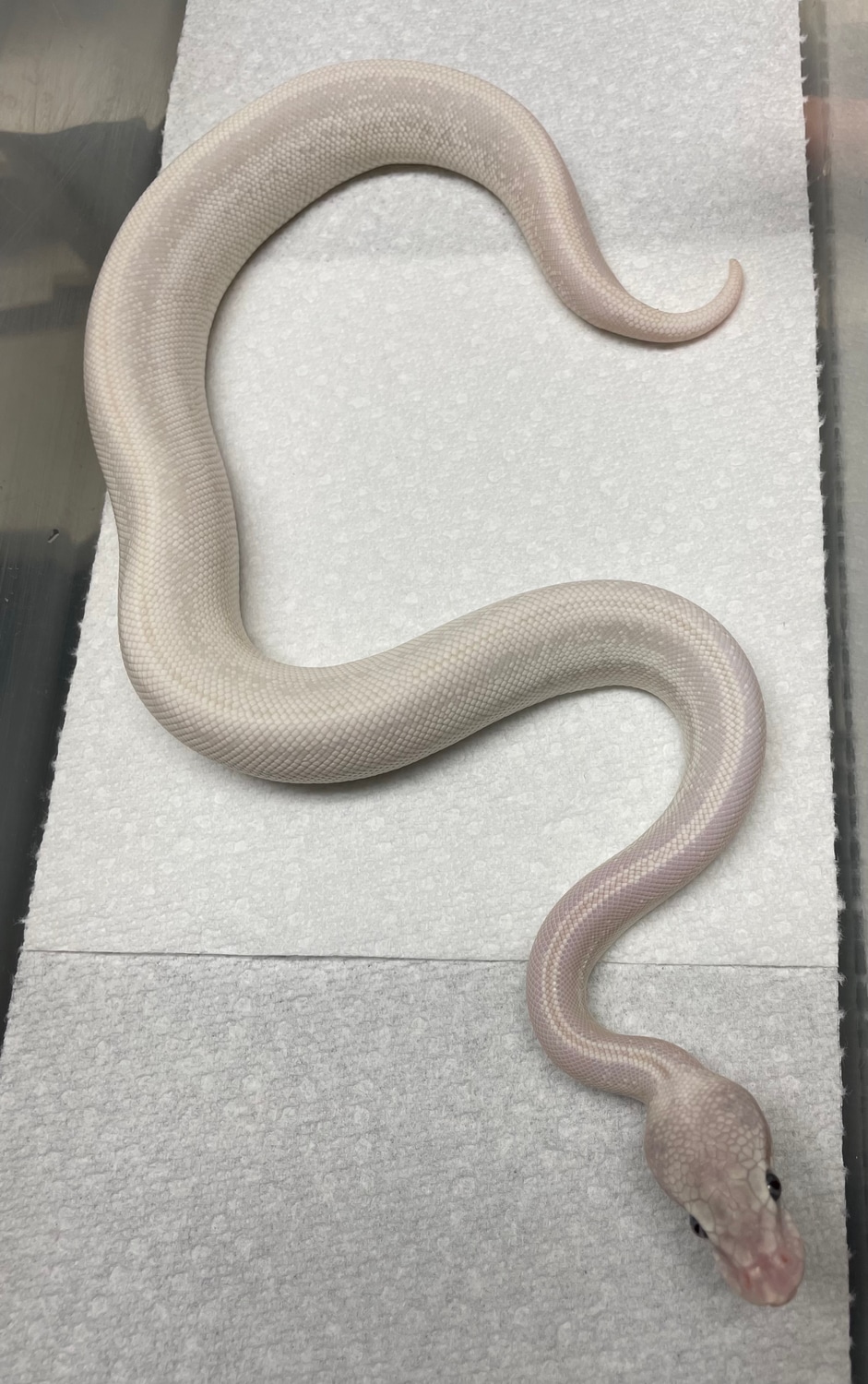 Super Mojave Possible Pastel Leopard GHI Ball Python by DCM Reptiles