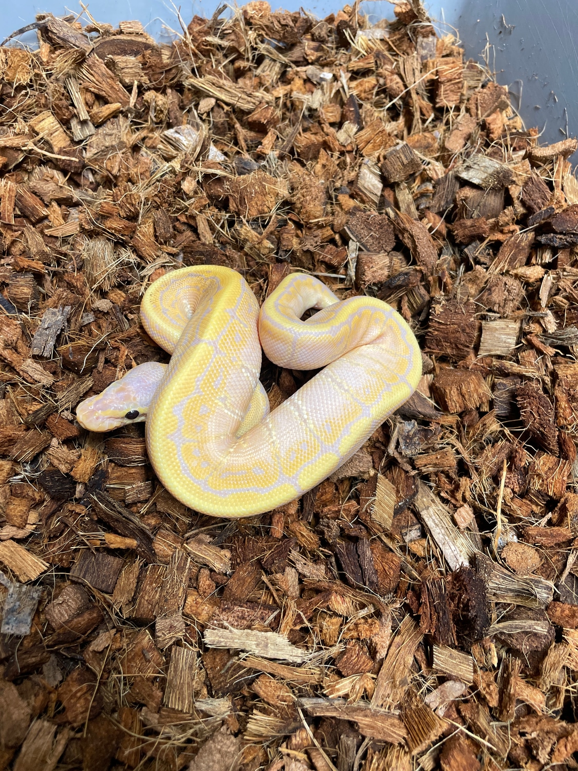 Banana Pinstripe Ball Python by DCM Reptiles - MorphMarket