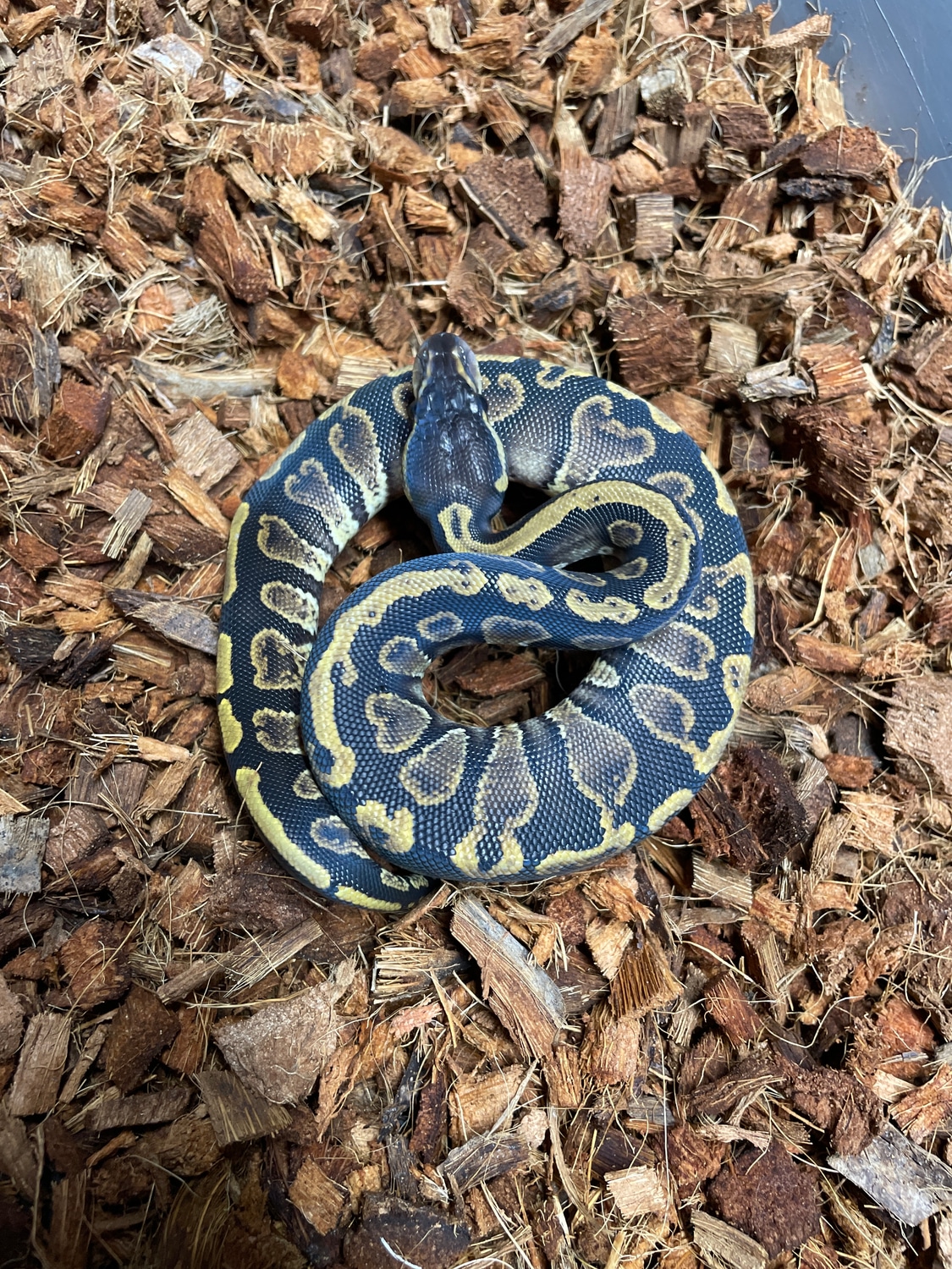 GHI Ball Python by DCM Reptiles - MorphMarket