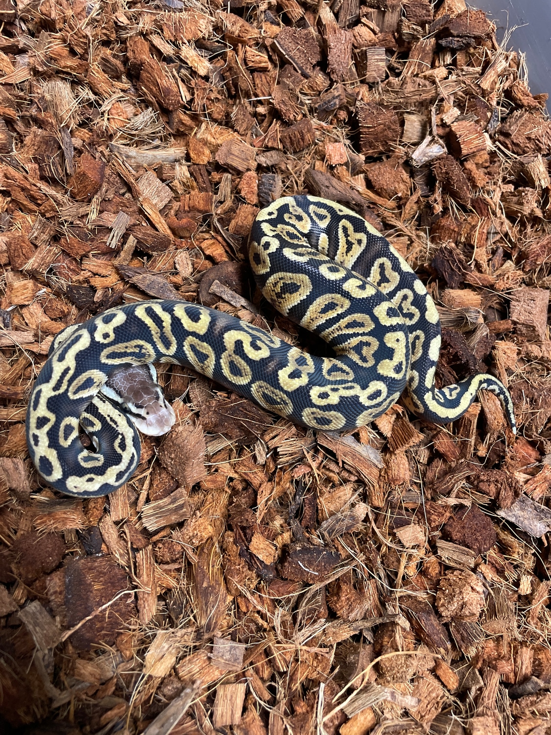Pastel Ghi Ball Python by DCM Reptiles - MorphMarket