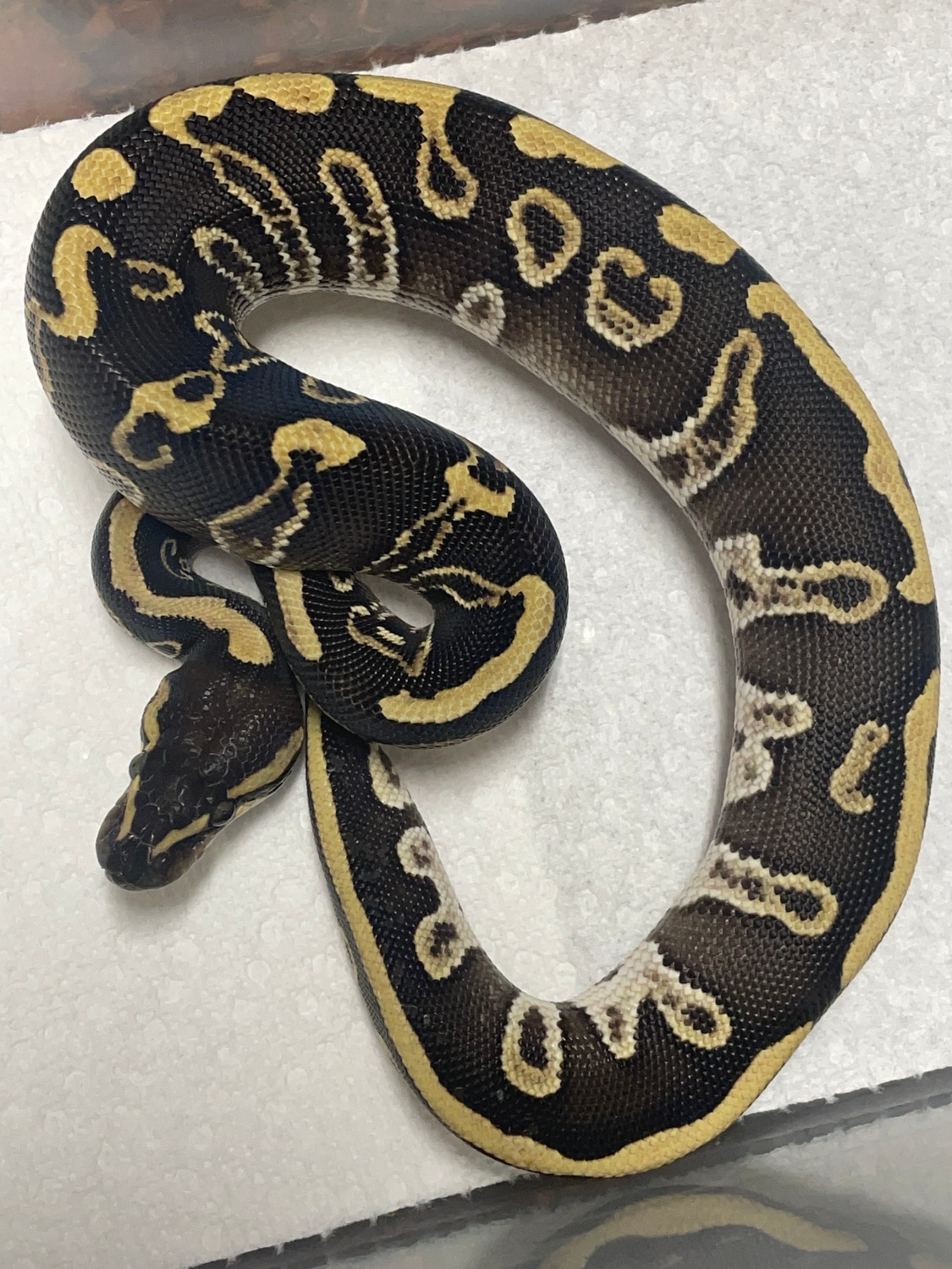 Leopard Mojave GHI Ball Python by DCM Reptiles - MorphMarket