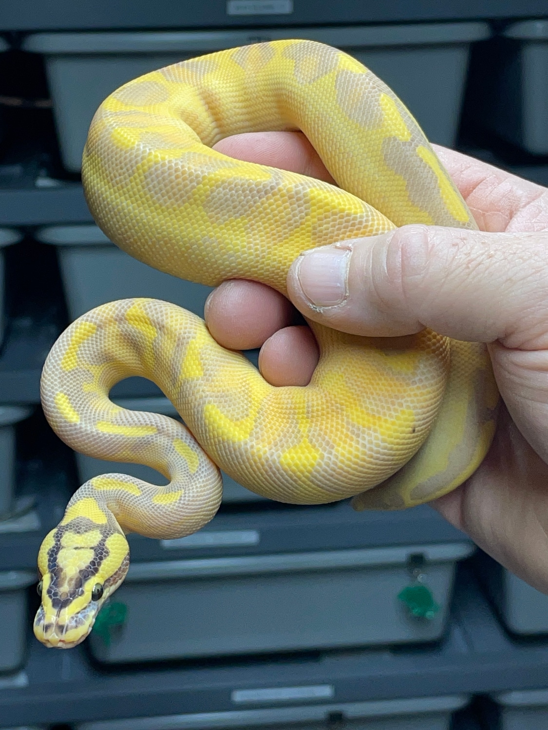 Pastel Enchi Highway Ball Python by DCM Reptiles MorphMarket