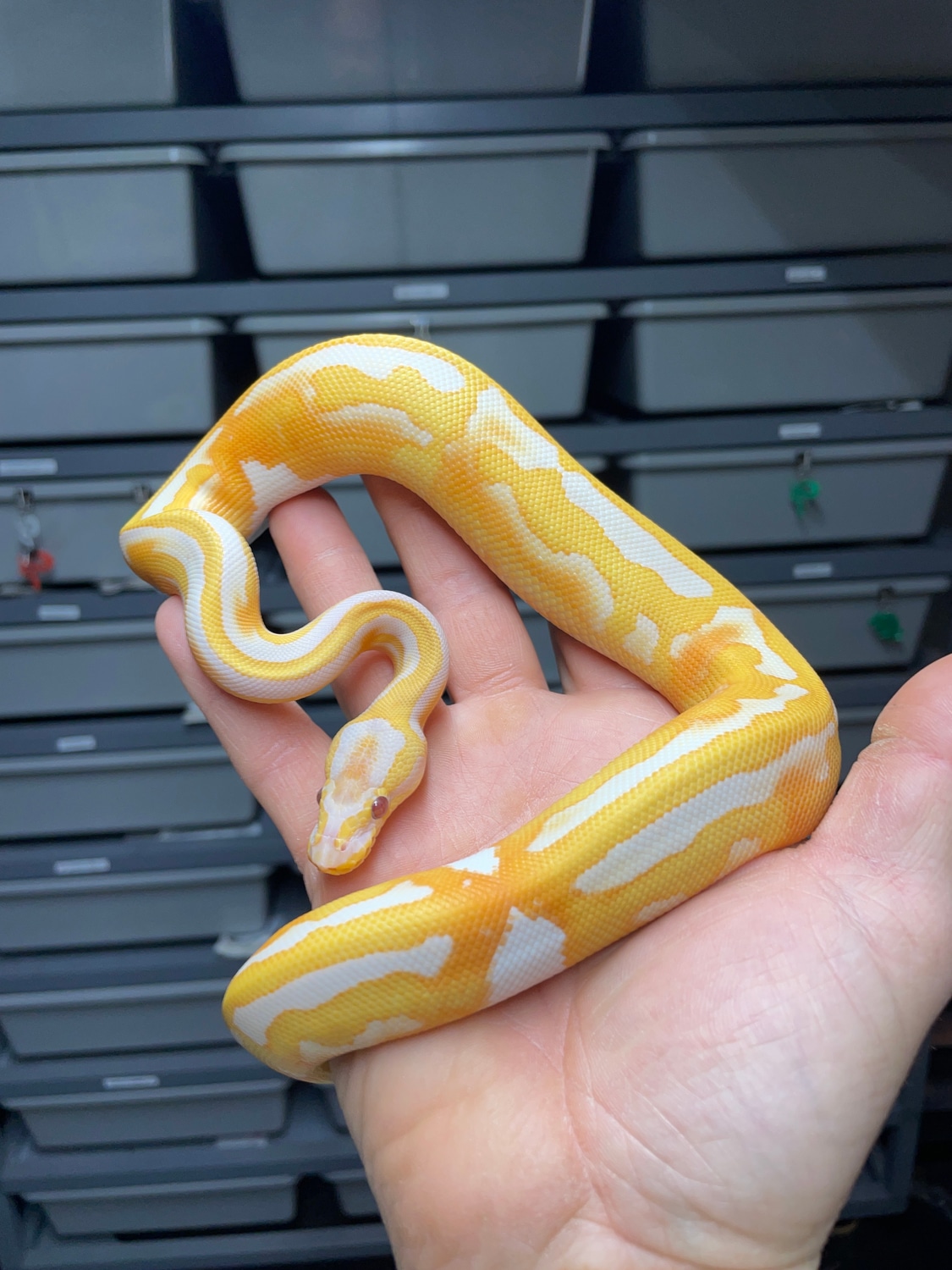 Dreamsicle Ball Python by DCM Reptiles - MorphMarket