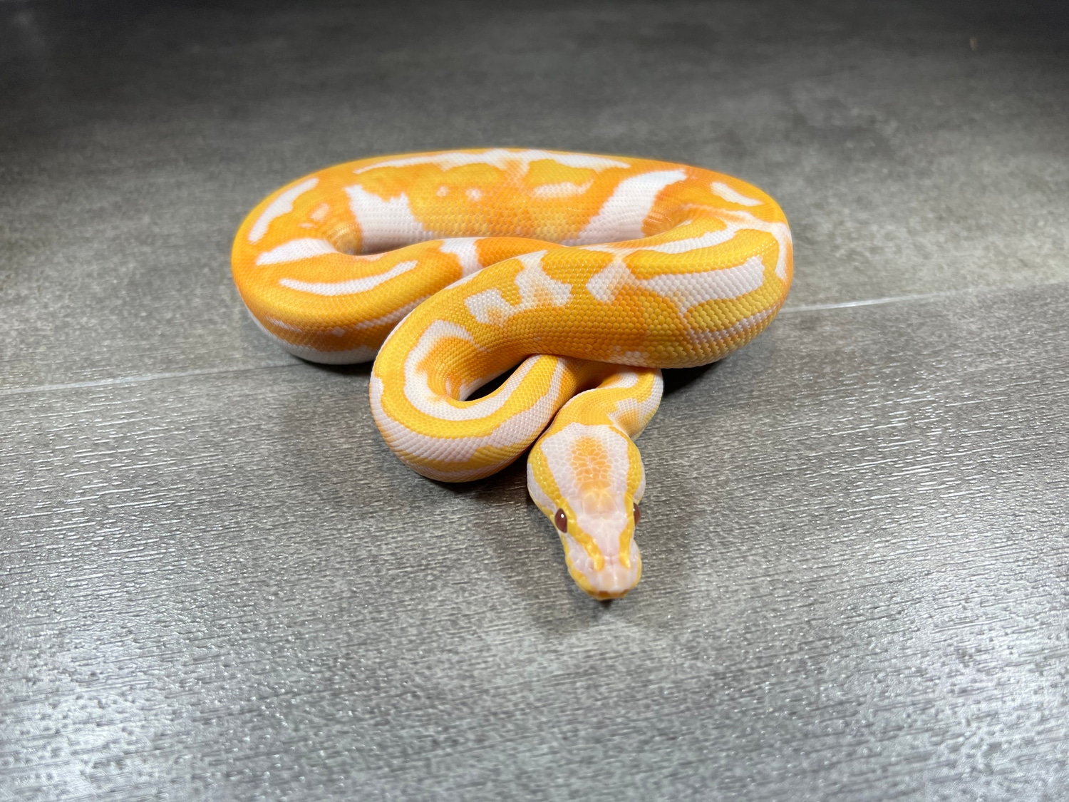 Dreamsicle Ball Python by DCM Reptiles - MorphMarket