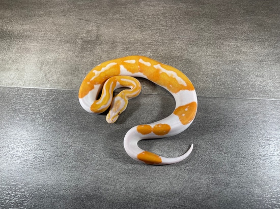 Dreamsicle Ball Python by DCM Reptiles