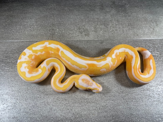 mojave dbl het dreamsicle ball python by fire ball... Dreamsicle Ball Python by DCM Reptiles