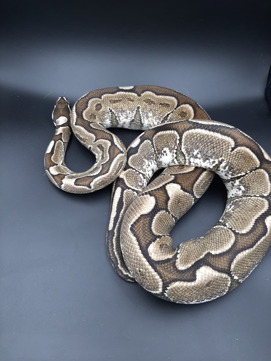 Calico Het Red Axanthic Ball Python by A&J Reptiles - MorphMarket