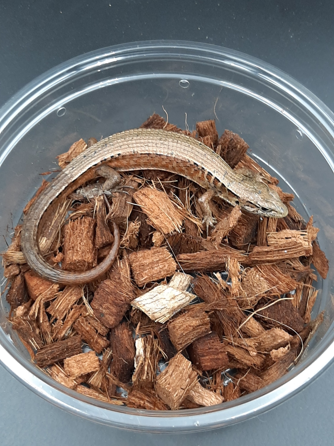 C.A Alligator Lizard More Lizard by A&J Reptiles MorphMarket