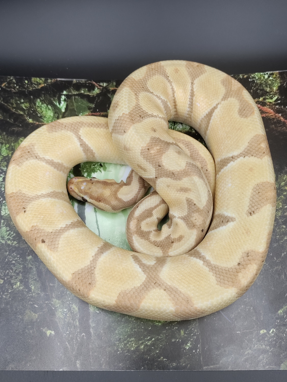 Banana Enchi Yellow Belly Ball Python by A&J Reptiles MorphMarket