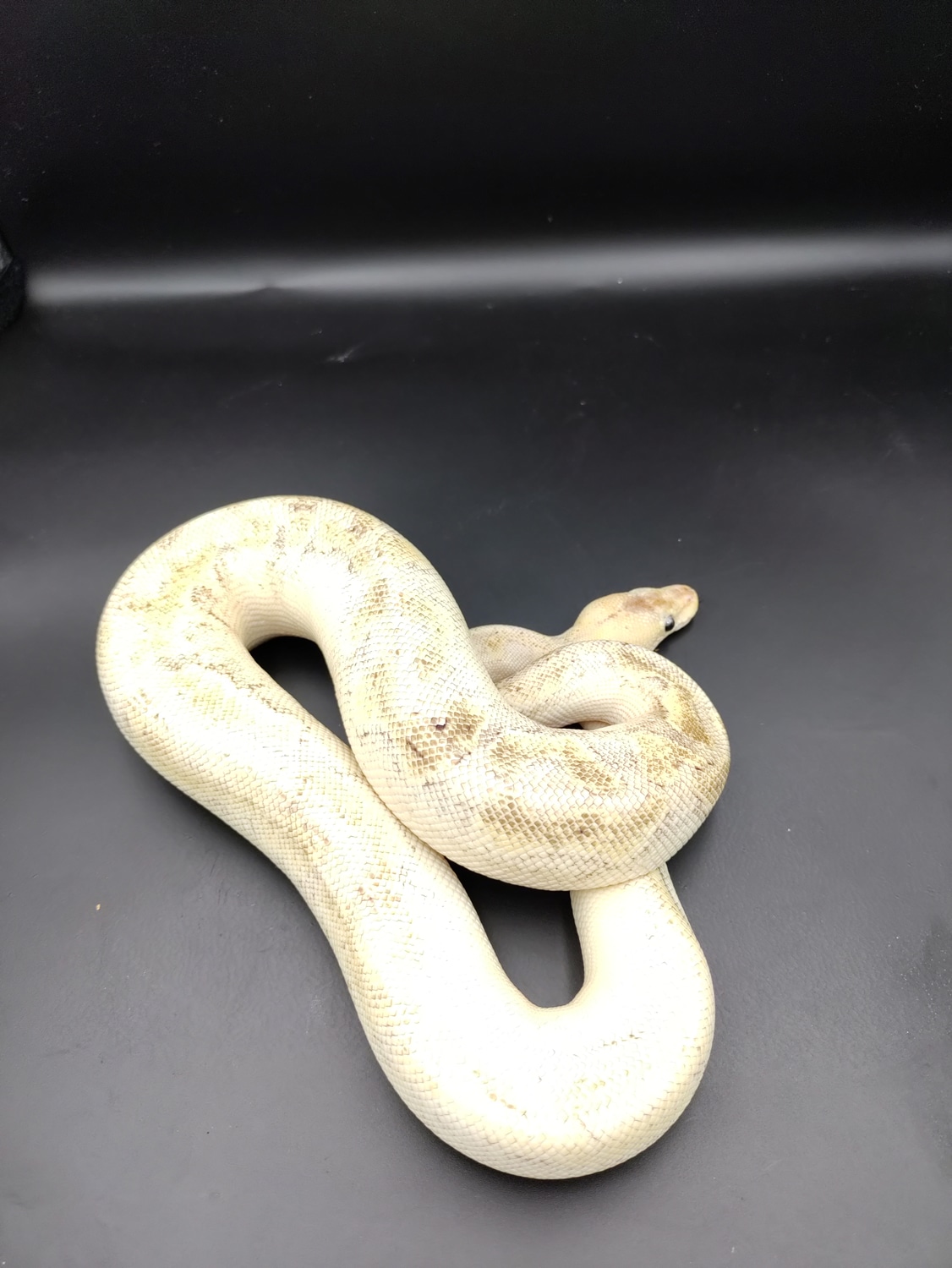 Pastel Enchi Champagne Ball Python by A&J Reptiles MorphMarket