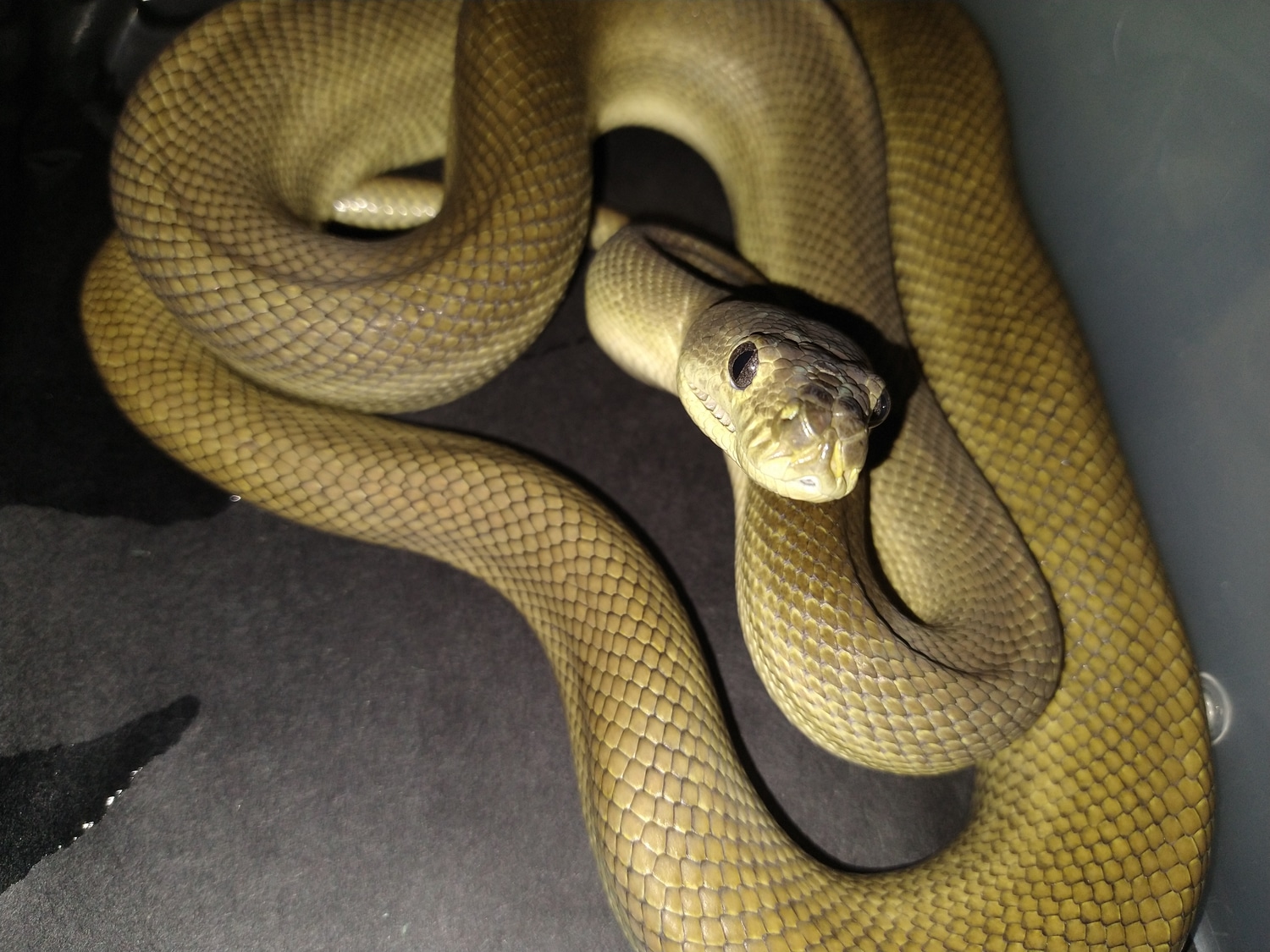 Super Zebra Jungle Carpet Python by BigTime Pythons MorphMarket