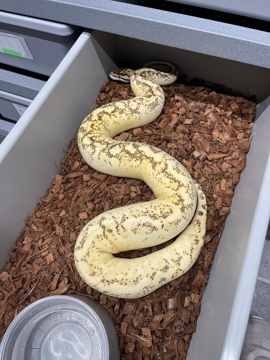 Pastel Enchi Hgw Freeway Ball Python by Quick's Constrictors MorphMarket