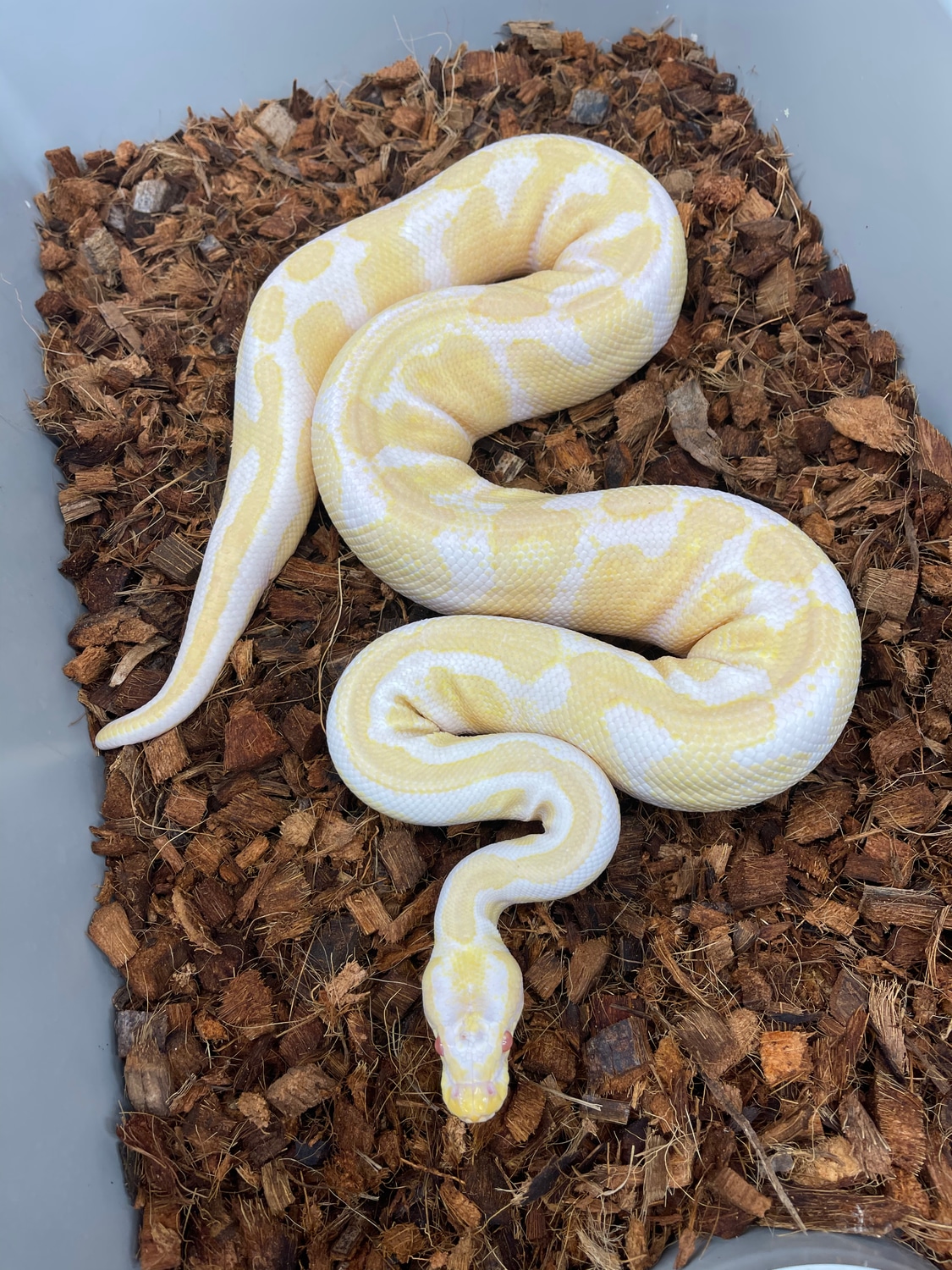 Albino Het Pied Ball Python by Quick's Constrictors - MorphMarket