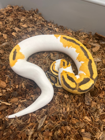 Orange Dream Yellowbelly Pied Het Lavender Albino Pos Het Clown Ball ...