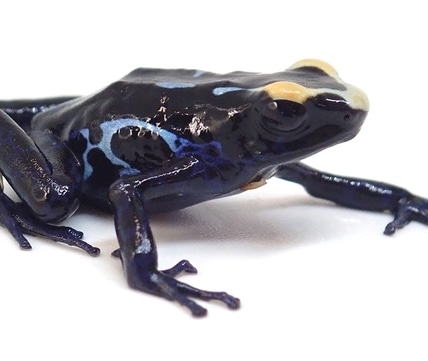 'Citronella' TADPOLE Dyeing Dart Frog by Josh's Frogs - MorphMarket
