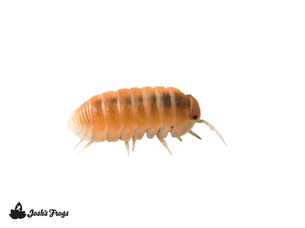 Cubaris Murina 'Papaya' (10 Count) Isopod by Josh's Frogs MorphMarket