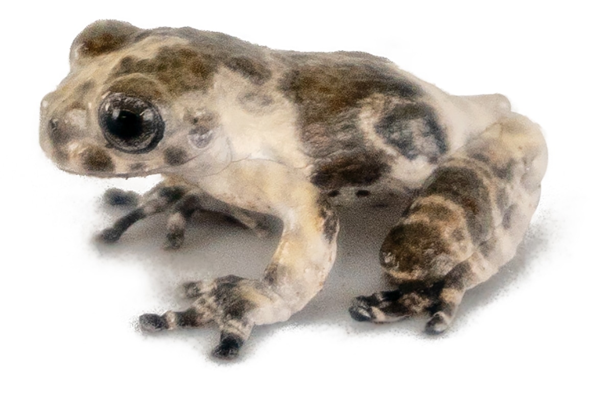 South American Dendropsophus Marmoratus (Captive Bred) Bird Poop Frog