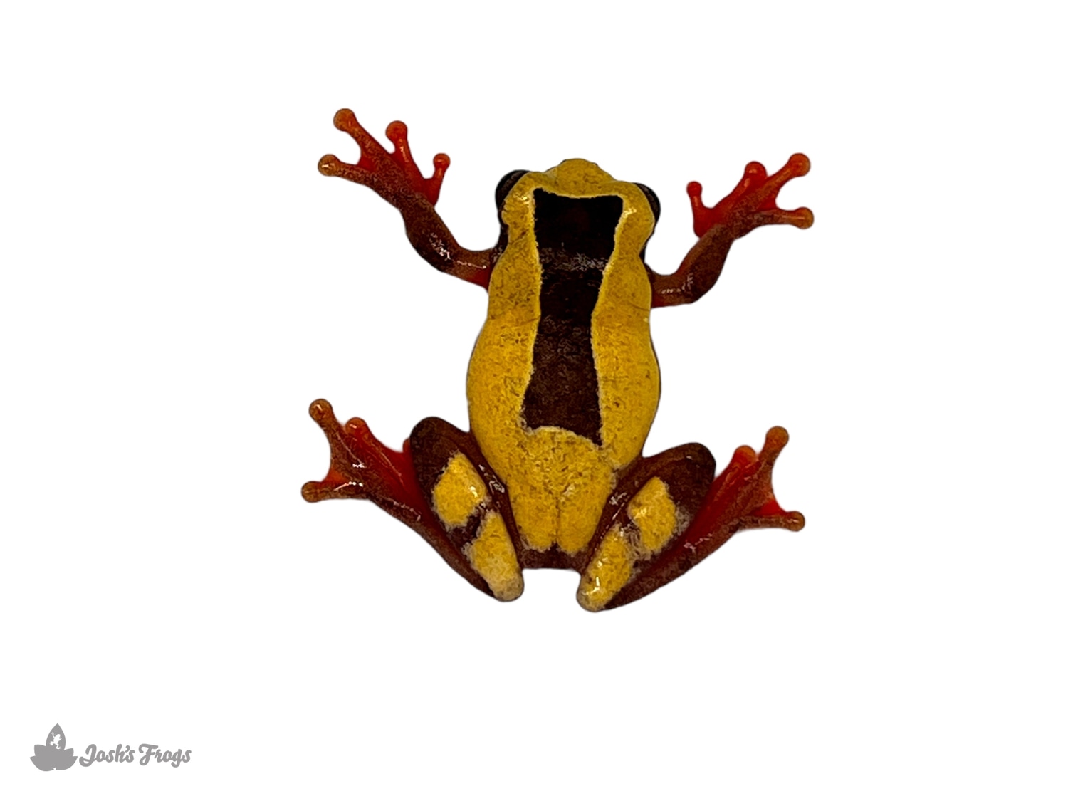Triangle Tree Frog Dendropsophus Triangulum (Captive Bred) Other Tree