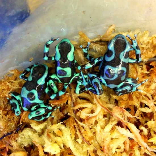 Dendrobates Auratus 'Highland Bronze' (Captive Bred) Other Dart Frog by