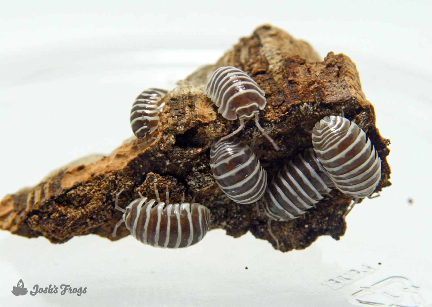 Armadillidium Maculatum ‘Chocolate’ (10 Count) Isopod by Josh's Frogs