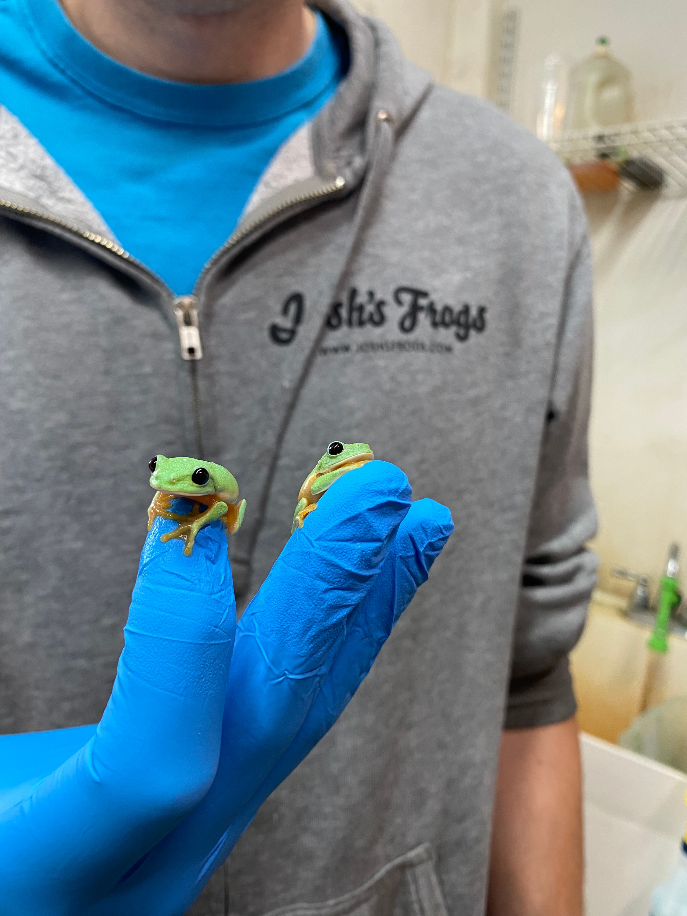 Black-Eyed Tree Frog - Agalychnis Moreletii (Captive Bred) Other 