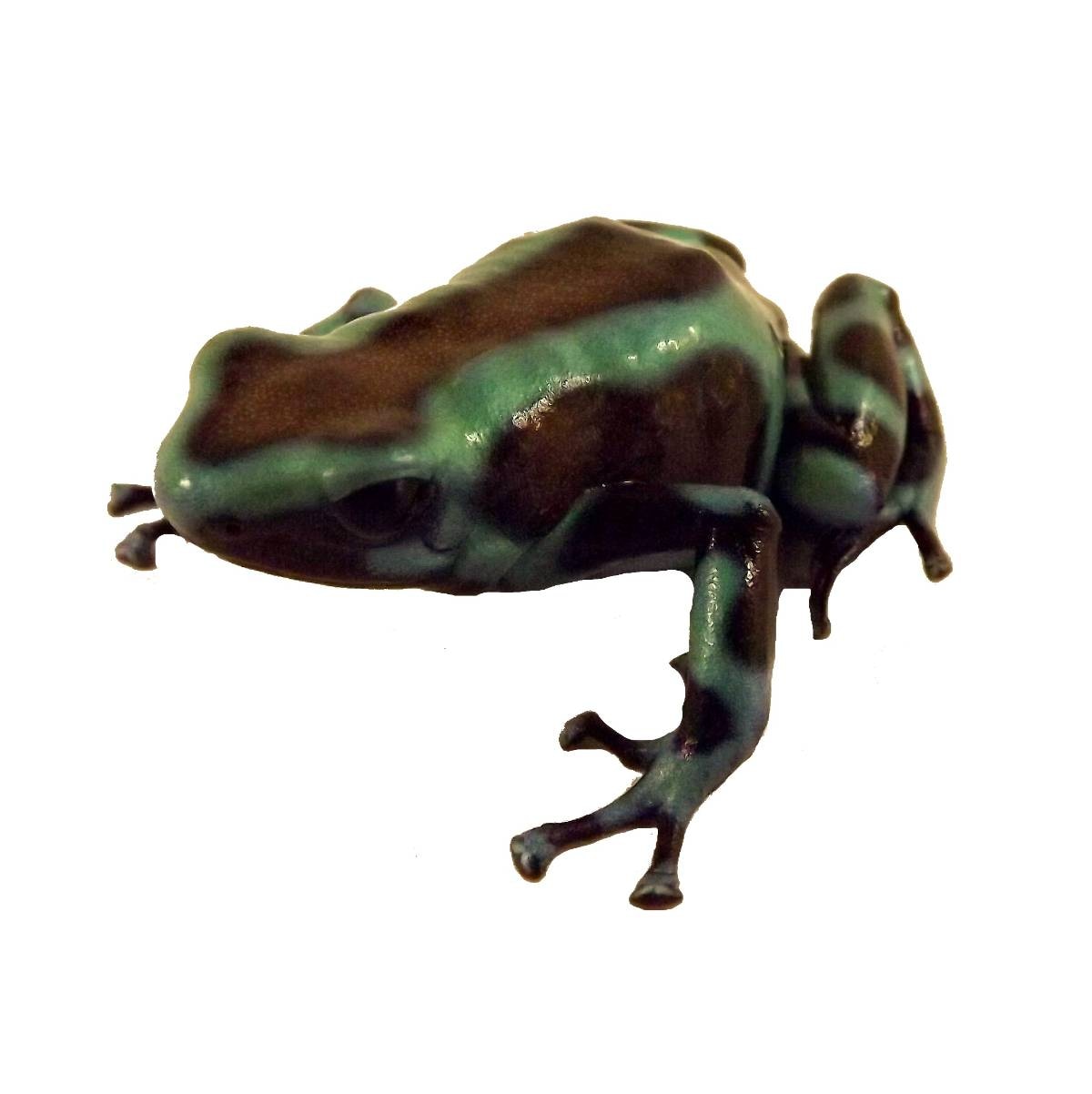 'Panamanian Green & Bronze' (Captive Bred) Poison Dart Frog Green and