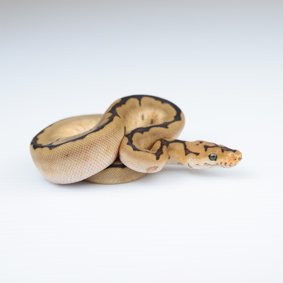 Spider Clown Ball Python by Genetex Reptiles