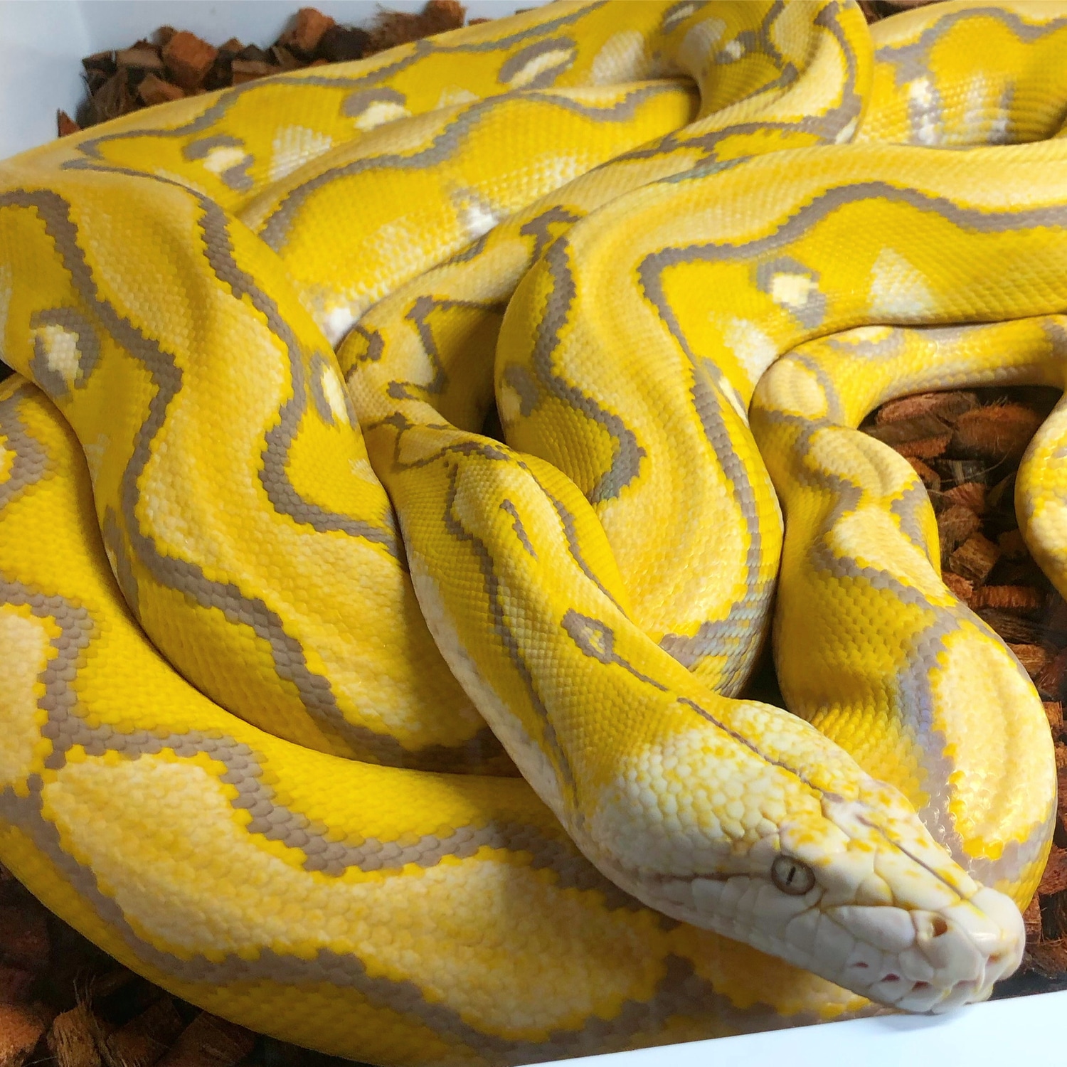 Purple Sunfire Reticulated Python by Don Royal Reptiles - MorphMarket