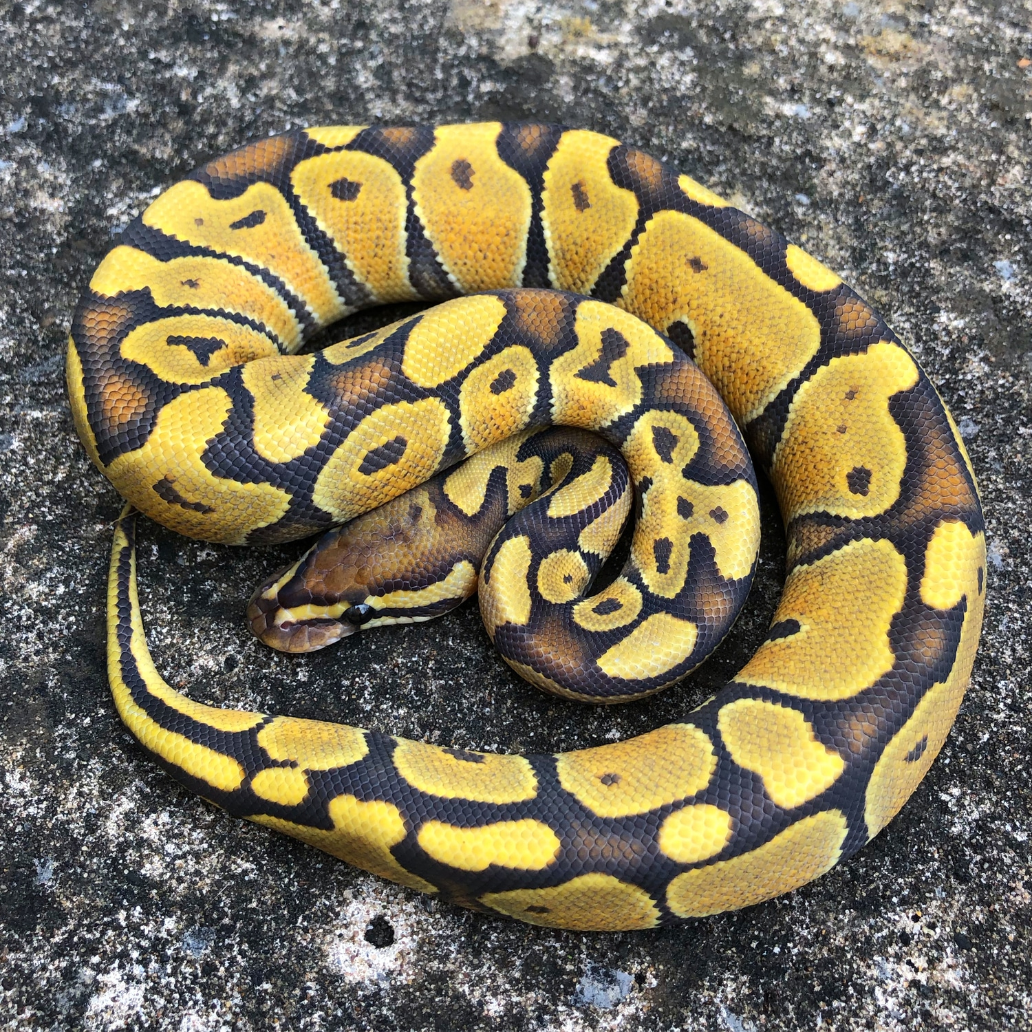 Enchi Hypo Ball Python by Don Royal Reptiles - MorphMarket
