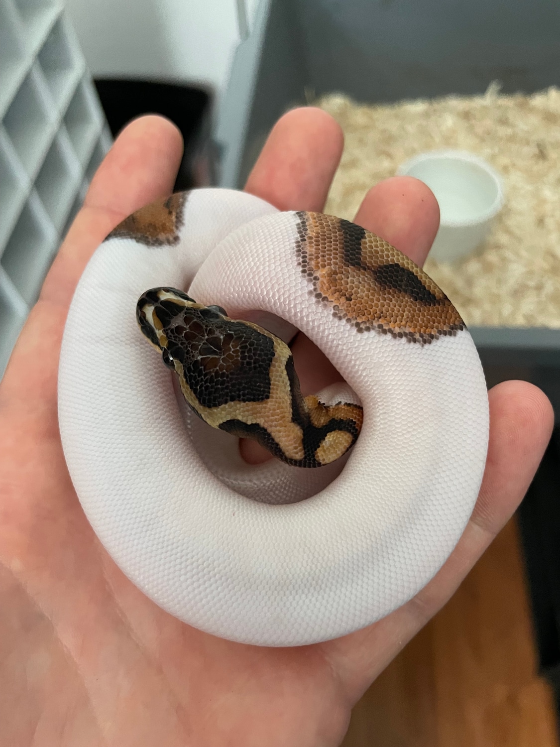 2022 Scaleless Head Pied Female Ball Python by Evolved Reptiles ...