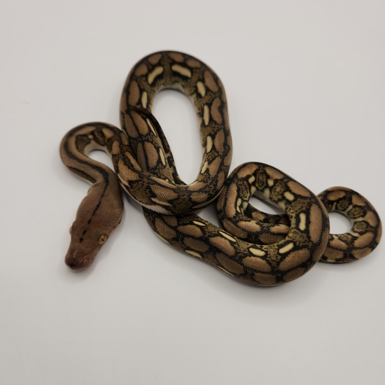 75% Superdwarf Tiger Het Purple Snow Reticulated Python by Snakey Js