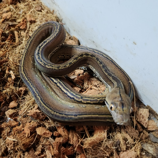 75% Superdwarf Marble Het Purple Snow (Purple Albino And Anerythristic ...