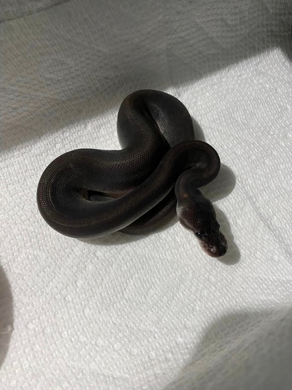 Cinny Sugar Ball Python 0.1 Super Cinny “Blockade” Ball Python by Jotun Reptiles