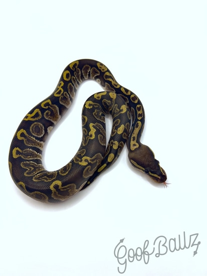 GHI Het Hypo Ball Python by Goof Ballz