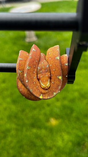 USCBB Wamena X Aru Green Tree Python by Vertigo Reptile Co.
