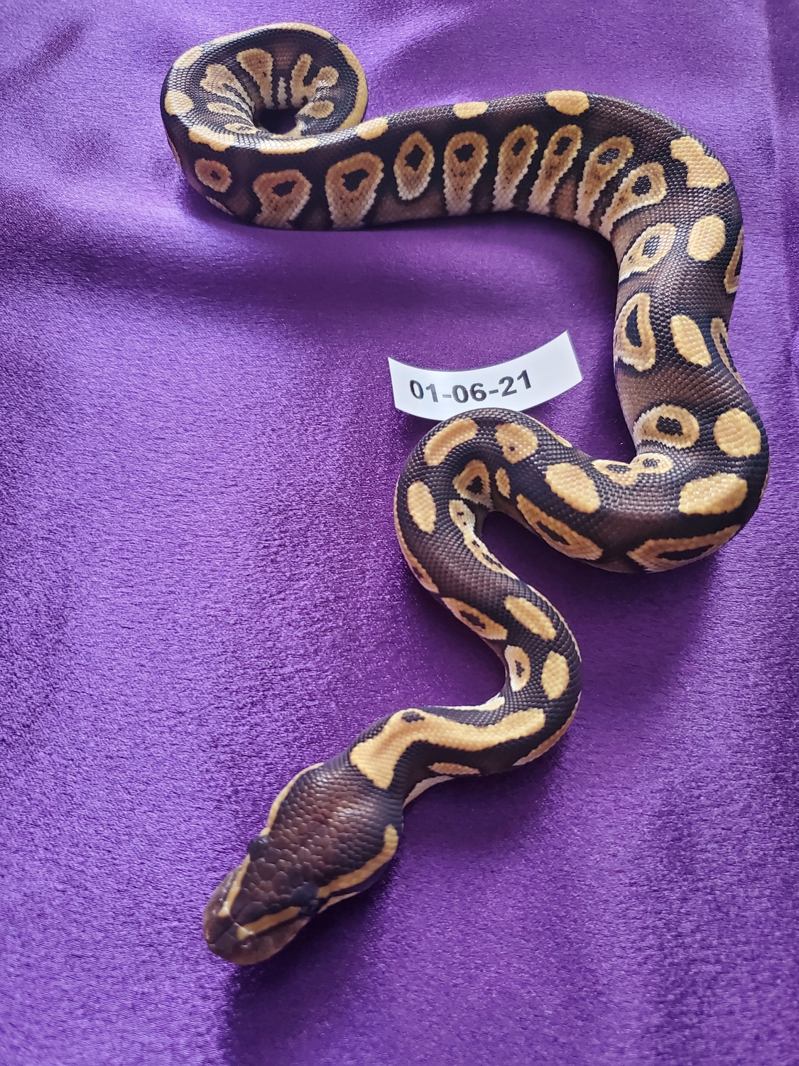 Mojave Ball Python by Parsons Pythons MorphMarket
