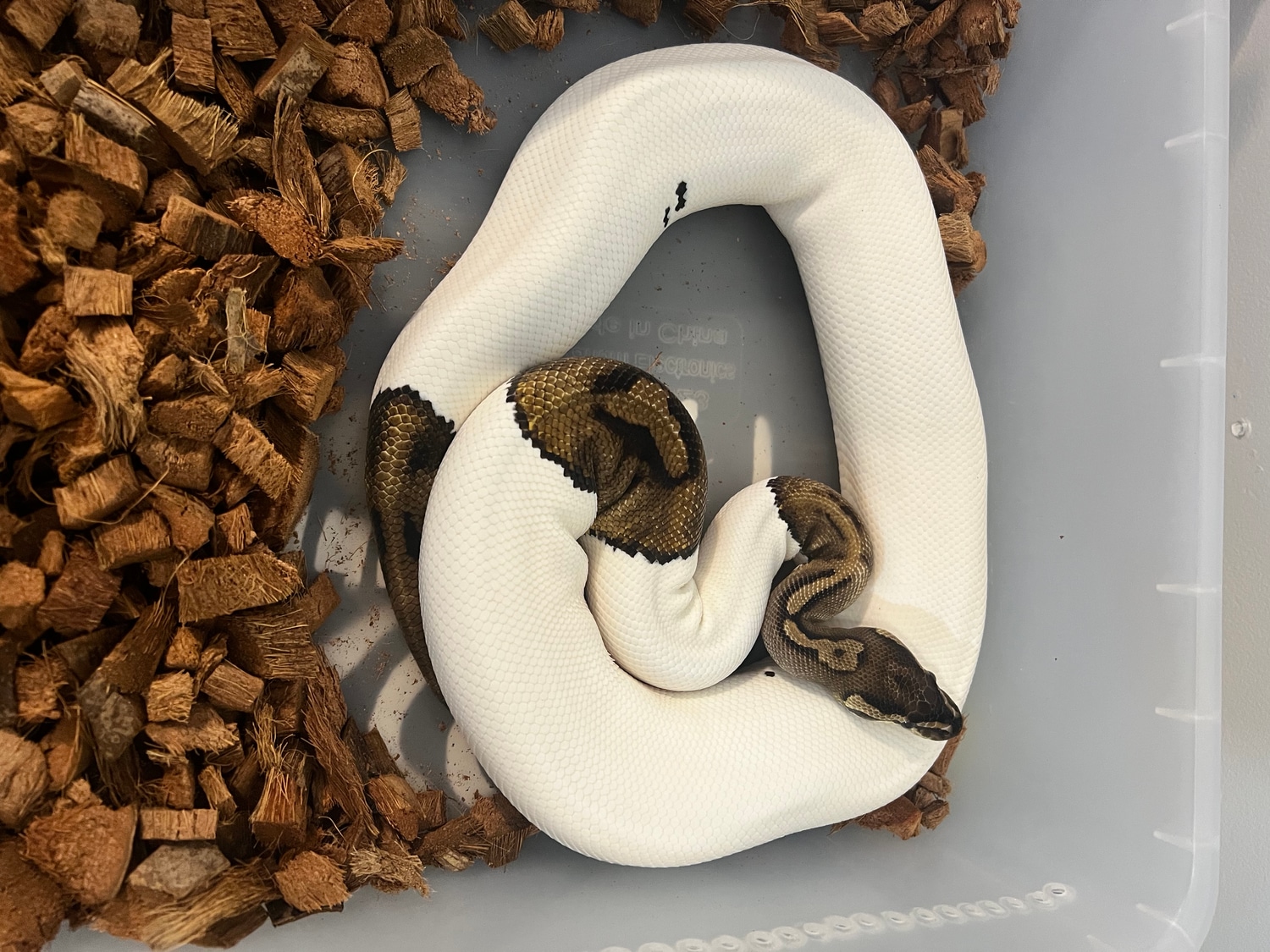 Pied 100% Het Albino Ball Python by Parsons Pythons - MorphMarket