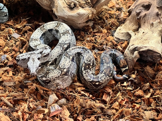 Argentine Hybrid Boa Constrictor by Parsons Pythons